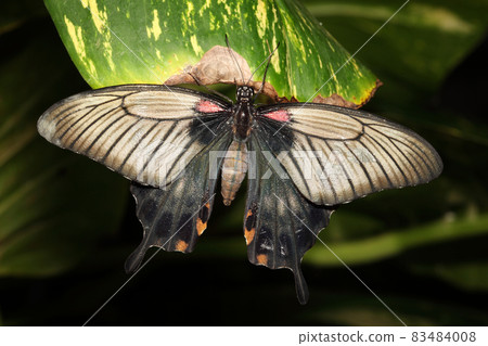 Tropical swallowtail butterfly resting on a green leaf 83484008