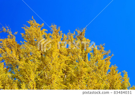 Ginkgo Mito City, Ibaraki Prefecture 83484031
