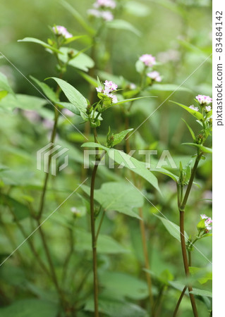 具有白色小花的蓼蓼,生長在沼澤中,葉子類似於蕎麥。 具有白色小花的蓼蓼,生長在沼澤中,葉子類似於蕎麥。 83484142