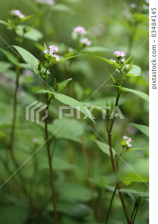 Polygonum thunbergii with small white flowers, which grows in swamps and has leaves similar to buckwheat. 83484145