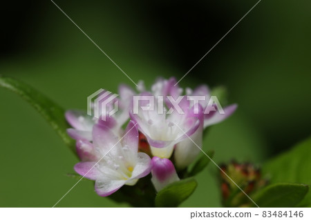 Polygonum thunbergii with small white flowers, which grows in swamps and has leaves similar to buckwheat. 83484146