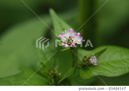 Polygonum thunbergii with small white flowers, which grows in swamps and has leaves similar to buckwheat. 83484147