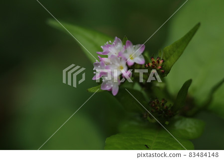 Polygonum thunbergii with small white flowers, which grows in swamps and has leaves similar to buckwheat. 83484148