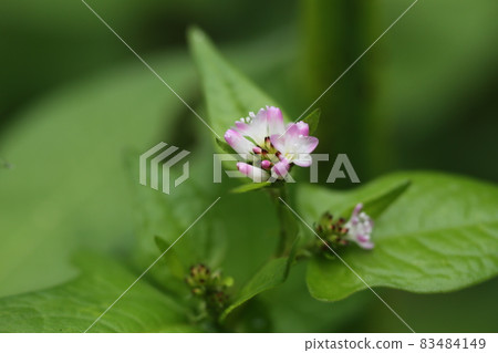 Polygonum thunbergii with small white flowers, which grows in swamps and has leaves similar to buckwheat. 83484149