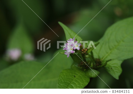 具有白色小花的蓼蓼,生長在沼澤中,葉子類似於蕎麥。 具有白色小花的蓼蓼,生長在沼澤中,葉子類似於蕎麥。 83484151
