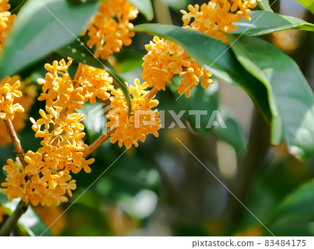 Osmanthus Osmanthus 83484175
