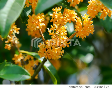 Osmanthus Osmanthus 83484176