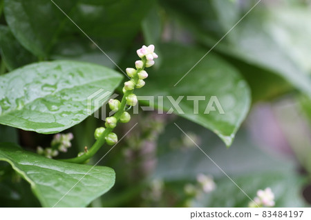 Small, edible flowers of Malabar spinach, a vegetable native to Southeast Asia Small, edible flowers of Malabar spinach, a vegetable native to Southeast Asia 83484197