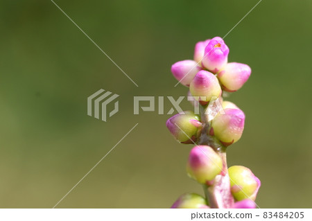 Small, edible flowers of Malabar spinach, a vegetable native to Southeast Asia 83484205