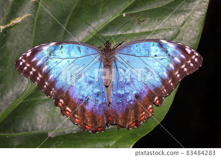 Blue Morpho (Morpho peleides) tropical butterfly 83484283