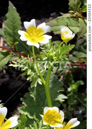 Poached egg plant, (Limanthes douglasii) 83484310