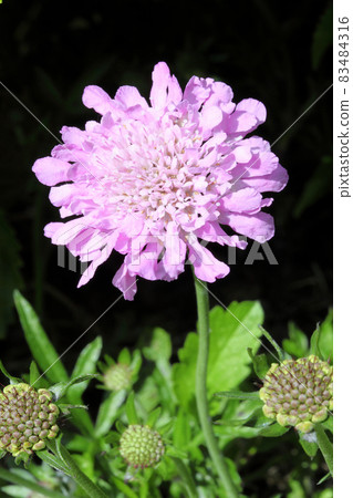 Scabious 'Kingfisher Blue' Scabious 'Kingfisher Blue' 83484316