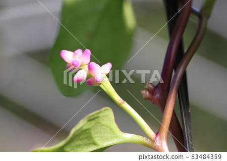 Small, edible flowers of Malabar spinach, a vegetable native to Southeast Asia 83484359