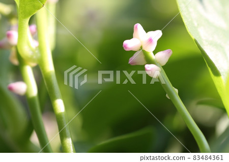 Small, edible flowers of Malabar spinach, a vegetable native to Southeast Asia 83484361