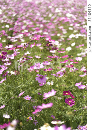 Cosmos of Saitobaru Tomb Group Cosmos of Saitobaru Tomb Group 83484530