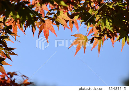 Yamadaike Park Yamadaike Park 83485345