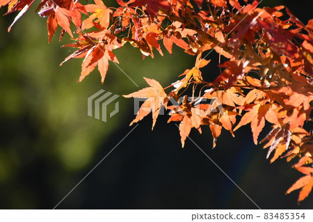 Yamadaike Park Yamadaike Park 83485354