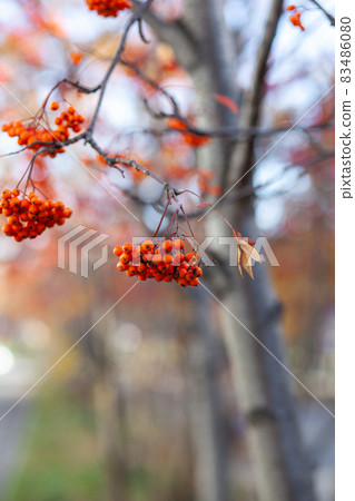 Berries of mountain ash branches are red on a blurry autumn background. Autumn harvest still life scene. Soft focus backdrop photography. Copy space. 83486080