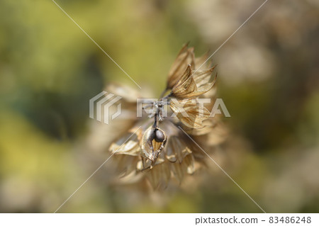 Common sage Common sage 83486248