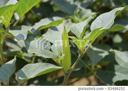 Downy thorn apple Inka Downy thorn apple Inka 83486252