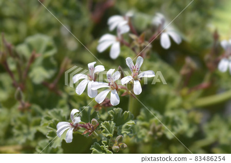 Apple scented geranium Apple scented geranium 83486254