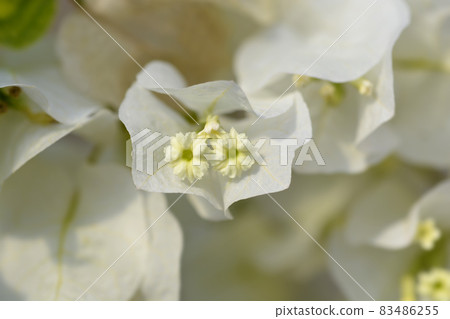 Bougainvillea Sanderiana Bougainvillea Sanderiana 83486255