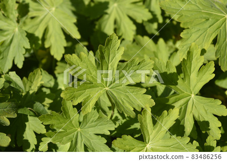 Rock cranesbill Rock cranesbill 83486256