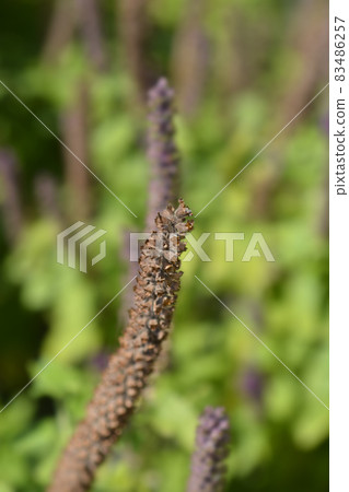 Iranian germander Iranian germander 83486257