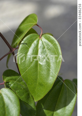 Armand Clematis Armand Clematis 83486258