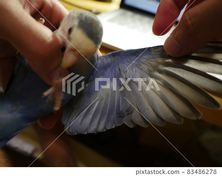 Violet Little Parrot 83486278