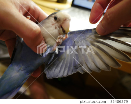 Violet Little Parrot 83486279