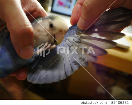 紫羅蘭小鸚 紫羅蘭小鸚 83486281