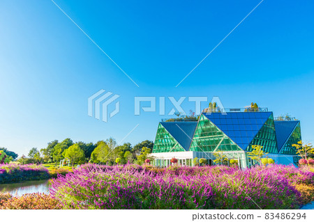 花公園甲南，盛開的紫水晶鼠尾草<愛知縣甲南市> 83486294