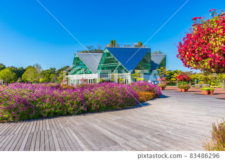 Flower Park Konan, Amethyst Sage in full bloom <Konan City, Aichi Prefecture> Flower Park Konan, Amethyst Sage in full bloom <Konan City, Aichi Prefecture> 83486296