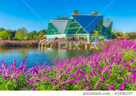 Flower Park Konan, Amethyst Sage in full bloom <Konan City, Aichi Prefecture> 83486297