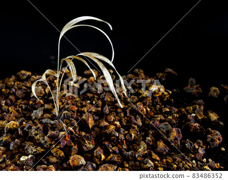 Small palm trees dried on gravel ground Small palm trees dried on gravel ground 83486352