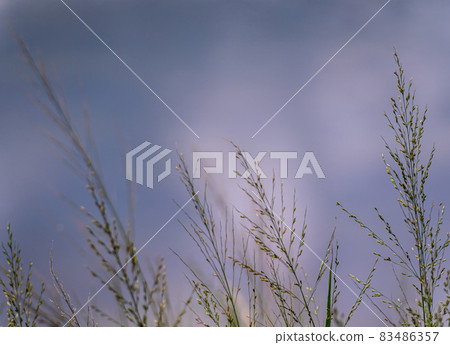 Grass flowers flutter in the wind 83486357