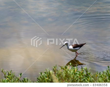 Waterfowl foraging for food in the mangrove forest Waterfowl foraging for food in the mangrove forest 83486358