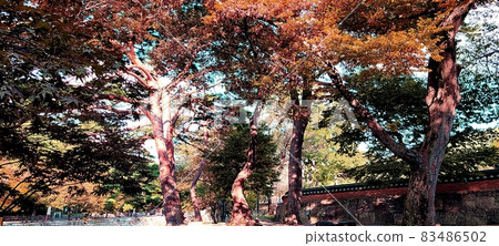 慶南梁山通度寺內秋葉大樹 慶南梁山通度寺內秋葉大樹 83486502