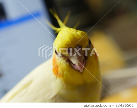 太陽鳥 太陽鳥 83486505