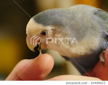 Violet Little Parrot 83486625