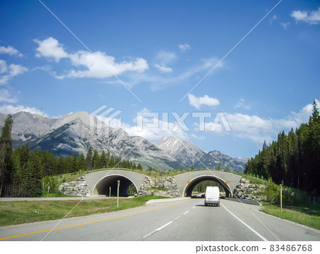 Spring Canadian Rockies Trans Canada Highway Animal Over Pass(加拿大) Spring Canadian Rockies Trans Canada Highway Animal Over Pass(加拿大) 83486768