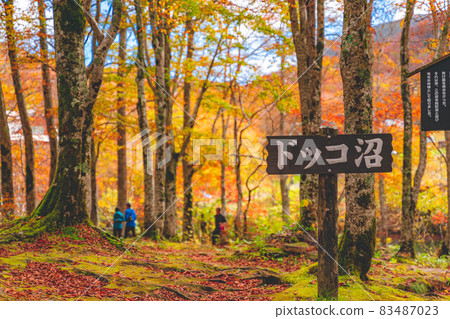 鮮紅的秋葉和 Dokko 沼澤 83487023