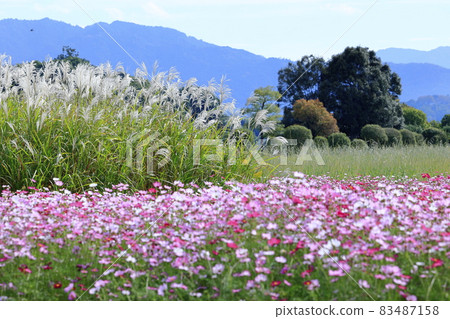Fujiwaramiya ruins in full bloom 83487158
