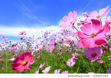 藤原宮遺址盛開 83487185