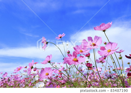 藤原宮遺址盛開 83487190