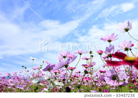 Fujiwaramiya ruins in full bloom 83487238