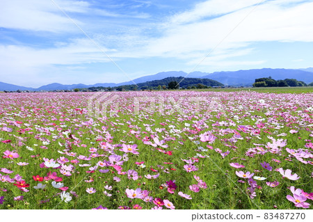 Fujiwaramiya ruins in full bloom 83487270