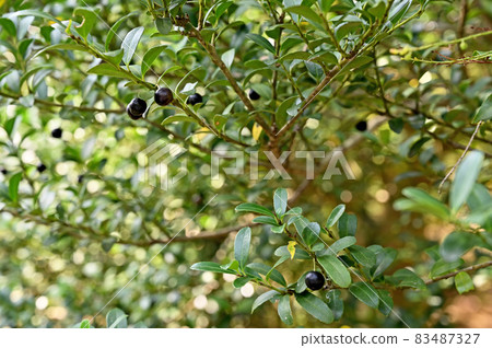 Tree: Inuge cinnamon 83487327