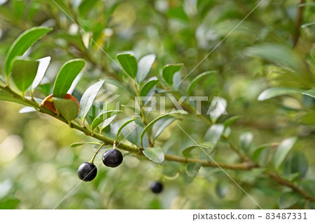 Tree: Inuge cinnamon Tree: Inuge cinnamon 83487331